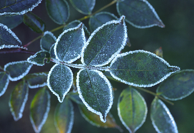 Kew Gardens Frosted Plant