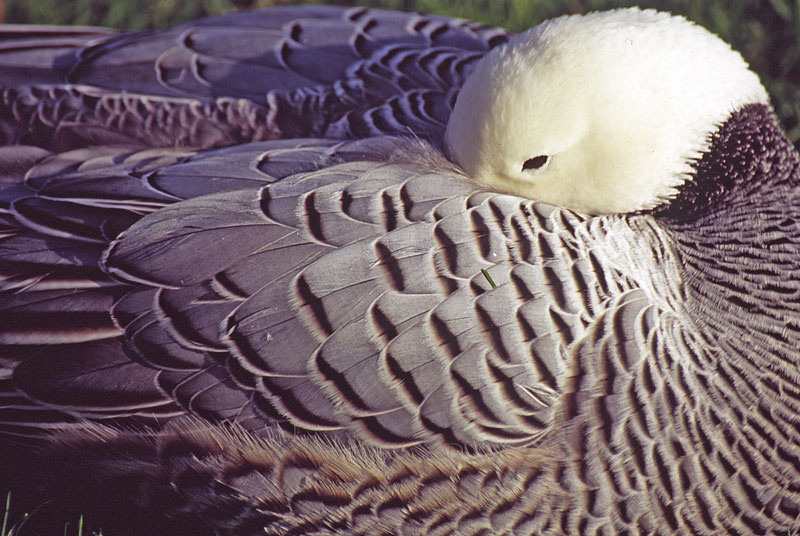 Kew Gardens Sleeping Goose